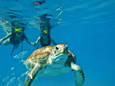 Barbados Sea Turtle Swimming in Carlisle Bay at the Dive Preserve